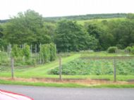 Lewiston vegetable garden